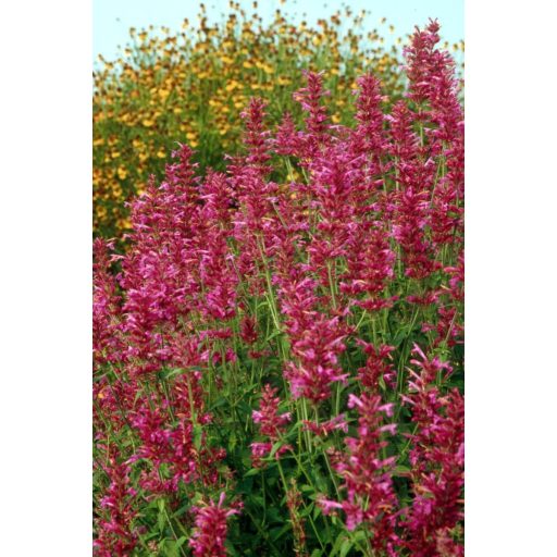 AGASTACHE MEXICANA 'SANGRIA' - MEXIKÓI IZSÓPFŰ