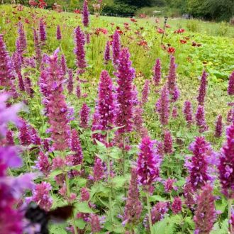   AGASTACHE PALLIDA HYBRIDA 'GLOBETROTTER' - IZSÓPFŰ