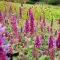 AGASTACHE PALLIDA HYBRIDA 'GLOBETROTTER' - IZSÓPFŰ