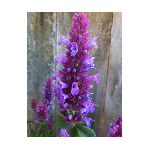 AGASTACHE PALLIDA HYBRIDA 'GLOBETROTTER' - IZSÓPFŰ