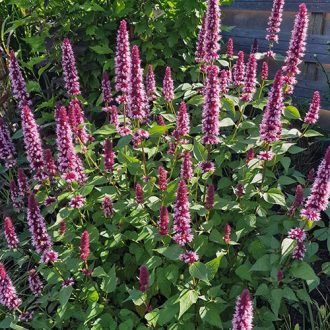 AGASTACHE RUGOSA 'BEELICIOUS PINK' - IZSÓPFŰ 