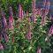 AGASTACHE RUGOSA 'BEELICIOUS PINK' - IZSÓPFŰ 