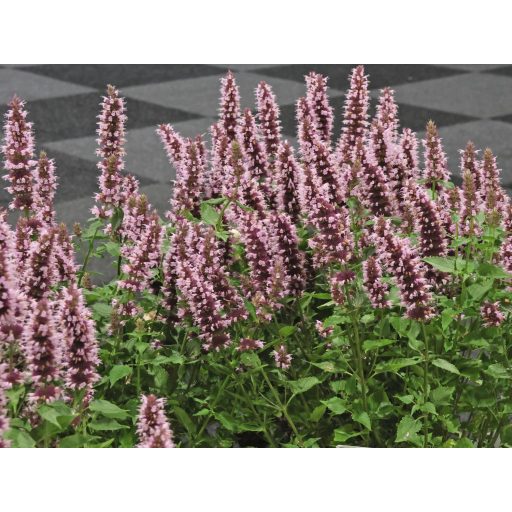 AGASTACHE RUGOSA 'BEELICIOUS PINK' - IZSÓPFŰ 