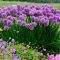 ALLIUM SENESCENS 'MILLENIUM' - MILLENIUM DÍSZHAGYMA