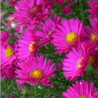   ASTER NOVAE ANGLIAE 'VIBRANT DOME' - MIRIGYES ŐSZIRÓZSA