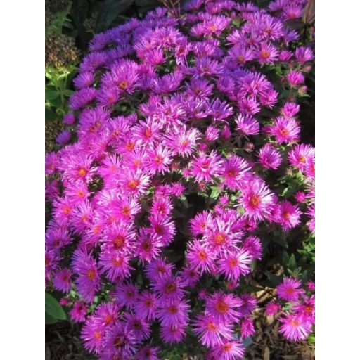 ASTER NOVAE ANGLIAE 'VIBRANT DOME' - MIRIGYES ŐSZIRÓZSA