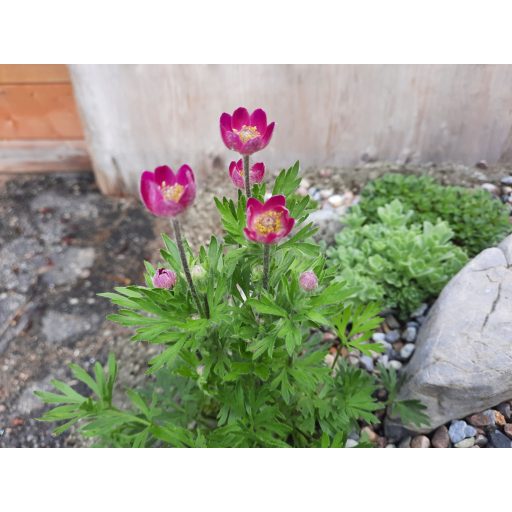 ANEMONE MULTIFIDA 'RUBRA' - SZELDELT LEVELŰ SZELLŐRÓZSA
