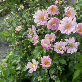   ANEMONE HYBRIDA 'KÖNIGIN CHARLOTTE' - JAPÁN SZELLŐRÓZSA