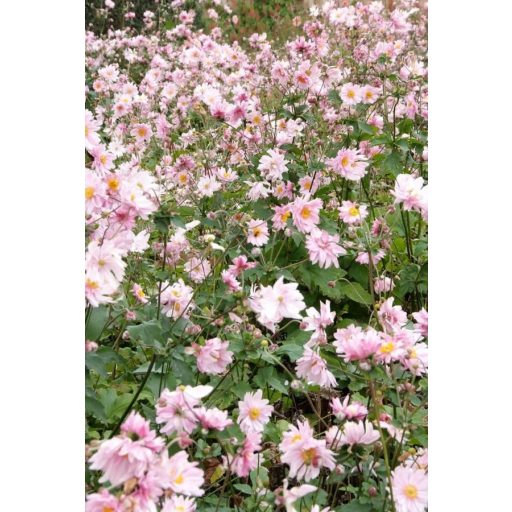 ANEMONE HYBRIDA 'KÖNIGIN CHARLOTTE' - JAPÁN SZELLŐRÓZSA