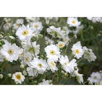 ANEMONE HYBRIDA 'WHIRLWIND' - JAPÁN SZELLŐRÓZSA