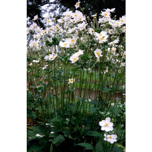 ANEMONE HYBRIDA 'WHIRLWIND' - JAPÁN SZELLŐRÓZSA