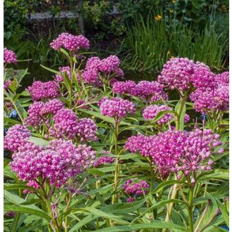 ASCLEPIAS INCARNATA - BÍBOR SELYEMKÓRÓ