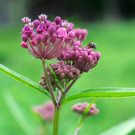 ASCLEPIAS INCARNATA - BÍBOR SELYEMKÓRÓ