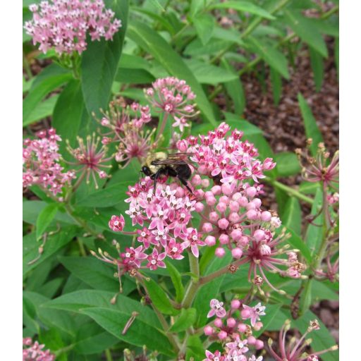 ASCLEPIAS INCARNATA - BÍBOR SELYEMKÓRÓ