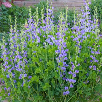 BAPTISIA AUSTRALIS - DÉLI BORSÓFÜRT