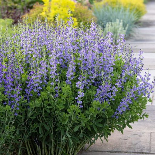 BAPTISIA AUSTRALIS - DÉLI BORSÓFÜRT