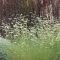 BOUTELOUA GRACILIS - ALACSONY MOSZKITÓFŰ