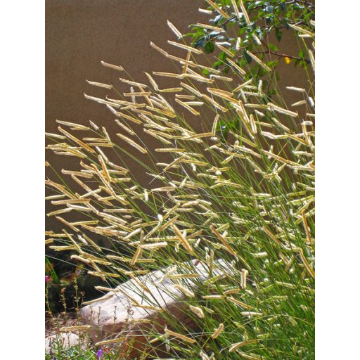 BOUTELOUA GRACILIS - ALACSONY MOSZKITÓFŰ