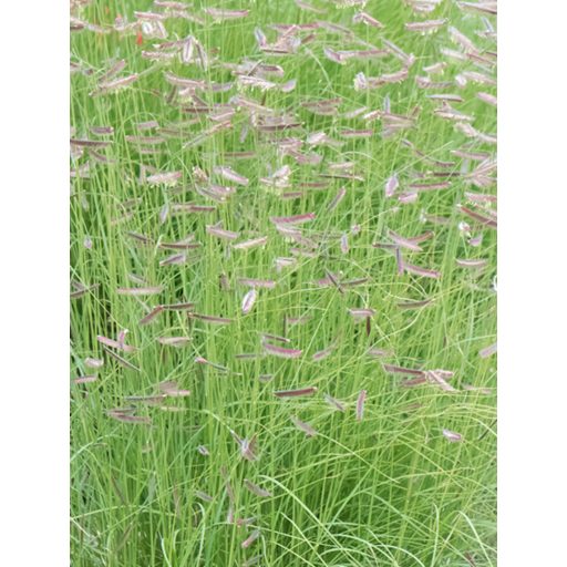 BOUTELOUA GRACILIS - ALACSONY MOSZKITÓFŰ