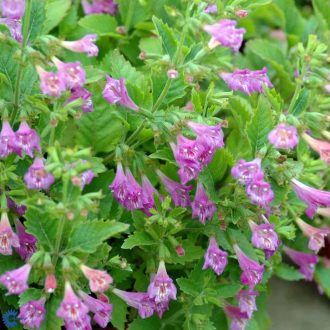 CALAMINTHA GRANDIFLORA - NAGYVIRÁGÚ PERESZLÉNY