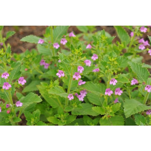 CALAMINTHA GRANDIFLORA - NAGYVIRÁGÚ PERESZLÉNY