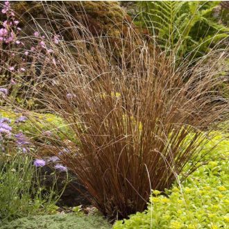 CAREX BUCHANANII 'RED ROOSTER' - BŐRLEVELŰ SÁS