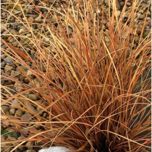 CAREX BUCHANANII 'RED ROOSTER' - BŐRLEVELŰ SÁS