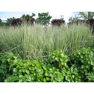   CALAMAGROSTIS X ACUTIFLORA 'OVERDAM' - CSÍKOS LEVELŰ NÁDTIPPAN