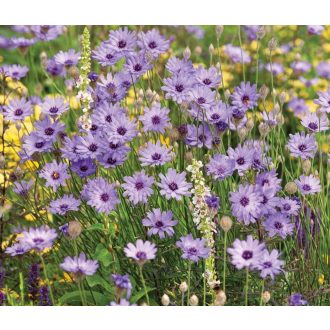 CATANANCHE CAERULEA - ZÖRGŐVIRÁG