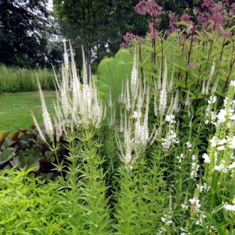 VERONICASTRUM VIRGINICUM F. ALBIFOLRUM - VIRGINIAI VERONIKA