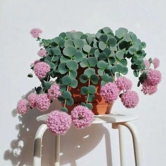   SEDUM SIEBOLDII - OKTÓBERI VARJÚHÁJ (OKTÓBERKE, TERÉZKE)