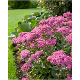   SEDUM (HYLOTELEPHIUM) TELEPHIUM 'CARL' - VARJÚHÁJ