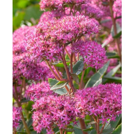 SEDUM (HYLOTELEPHIUM) TELEPHIUM 'CARL' - VARJÚHÁJ