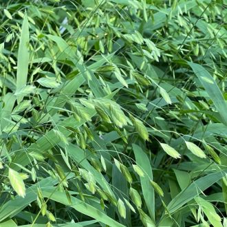  CHASMANTHIUM LATIFOLIUM 'GREEN DANGLES' - SZÉLESLEVELŰ KÜLÖNÖSFŰ