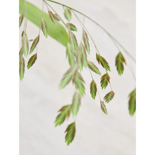 CHASMANTHIUM LATIFOLIUM 'GREEN DANGLES' - SZÉLESLEVELŰ KÜLÖNÖSFŰ