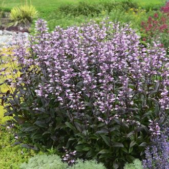   PENSTEMON DIGITALIS 'DARK TOWERS' - BÍBOR LEVELŰ BUGATÖLCSÉR