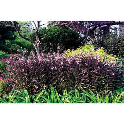 PENSTEMON DIGITALIS 'DARK TOWERS' - BÍBOR LEVELŰ BUGATÖLCSÉR