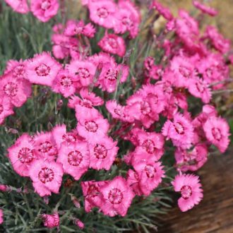   DIANTHUS GRATIANOPOLITANUS 'GRANDIFLORUS' - PÜNKÖSDI SZEGFŰ