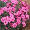 DIANTHUS GRATIANOPOLITANUS 'GRANDIFLORUS' - PÜNKÖSDI SZEGFŰ