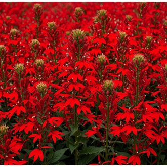 LOBELIA CARDINALIS - TŰZPIROS LOBÉLIA