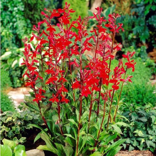 LOBELIA CARDINALIS - TŰZPIROS LOBÉLIA