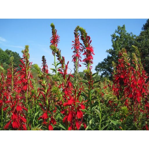 LOBELIA CARDINALIS - TŰZPIROS LOBÉLIA
