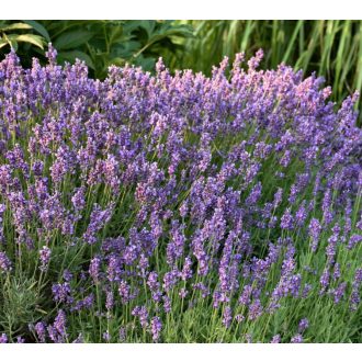   LAVANDULA ANGUSTIFOLIA 'HIDCOTE SUPERIOR'- ANGOL LEVENDULA