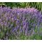LAVANDULA ANGUSTIFOLIA 'HIDCOTE SUPERIOR'- ANGOL LEVENDULA