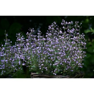   CALAMINTHA NEPETA 'MARVELETTE BLUE' - MIRIGYES PERESZLÉNY