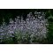 CALAMINTHA NEPETA 'MARVELETTE BLUE' - MIRIGYES PERESZLÉNY