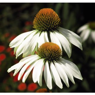 ECHINACEA PURPUREA 'ALBA' - KASVIRÁG