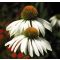 ECHINACEA PURPUREA 'ALBA' - KASVIRÁG