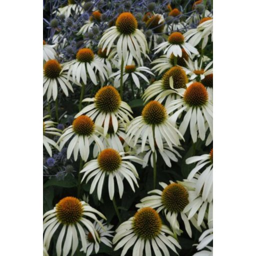 ECHINACEA PURPUREA 'ALBA' - KASVIRÁG