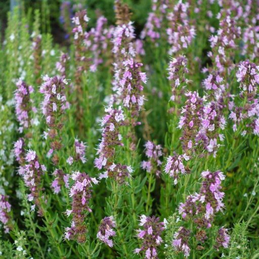 HYSSOPUS OFFICINALIS 'ROSEUS' - KERTI IZSÓP